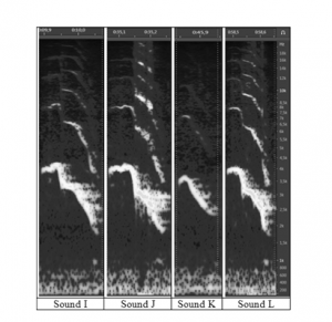Screenshot of the Adobe® AuditionTM software showing the spectrograms of the sounds recorded on Day 2.